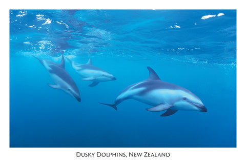 576 - Post Art Postcard - Dusky Dolphins - Kaikoura