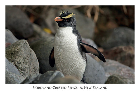 578 - Post Art Postcard - Fiordland Crested Penguin
