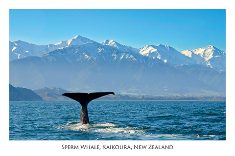 579 - Post Art Postcard - Sperm Whale - Kaikoura