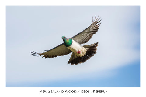 586 - Post Art Postcard - Wood Pigeon