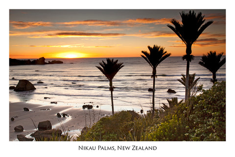 625 - Post Art Postcard - Nikau Palms