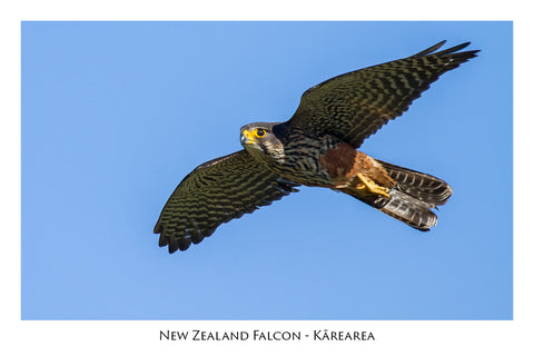 626 - Post Art Postcard - NZ Falcon - Karearea