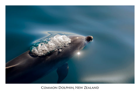 690 - Post Art Postcard - Common Dolphin