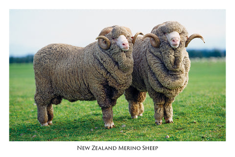 735 - Post Art Postcard - Merino Sheep