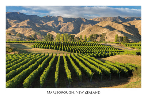 746 - Post Art Postcard - Marlborough Vineyards