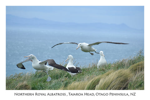 758 - Post Art Postcard - Royal Albatross Activity