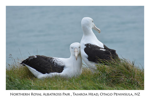 759 - Post Art Postcard - Royal Albatross Pair