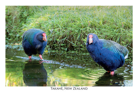 800 - Post Art Postcard - NZ Takahe