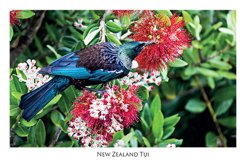 802 - Post Art Postcard - NZ Tui