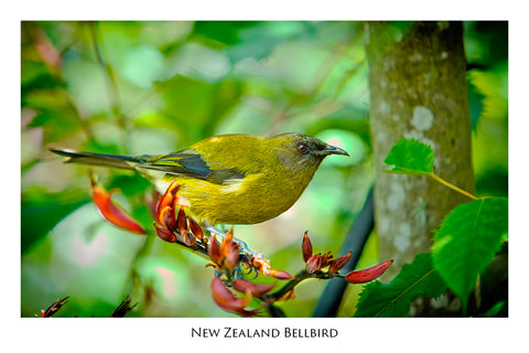 811 - Post Art Postcard - NZ Bell Bird