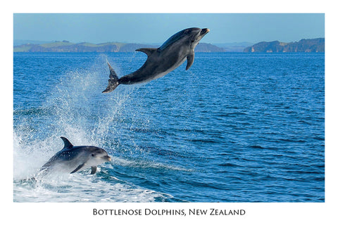 812 - Post Art Postcard - NZ Bottlenose Dolphins