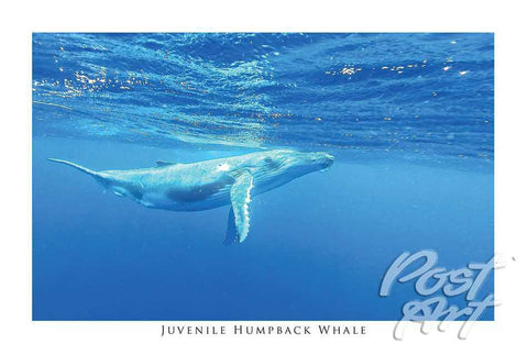 813 - Post Art Postcard - Juvenile Humpback Whale
