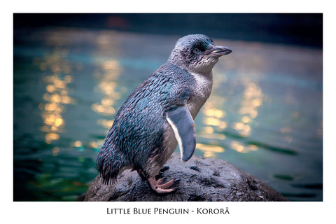 814 - Post Art Postcard - Little Blue Penguin