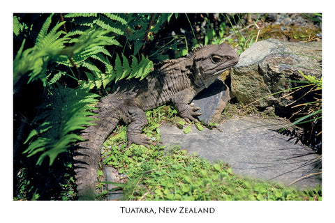 815 - Post Art Postcard - NZ Tuatara