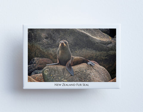 FM0029 - Post Art Magnet - Fur Seal