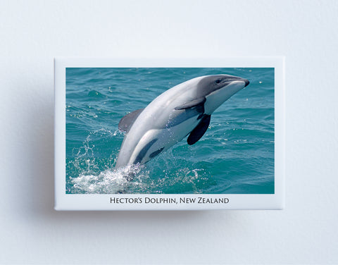 FM0081 - Post Art Magnet - Hectors Dolphin