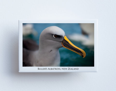 FM0083 - Post Art Magnet - Bullers Albatross