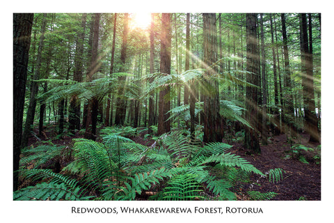 N56 - Post Art Postcard - The Redwoods