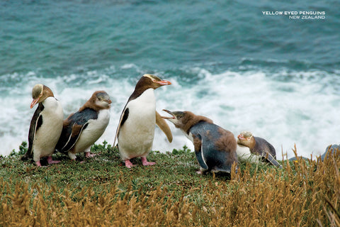 PCL1029 - Sisson Postcard - Yellow Eyed Penguins