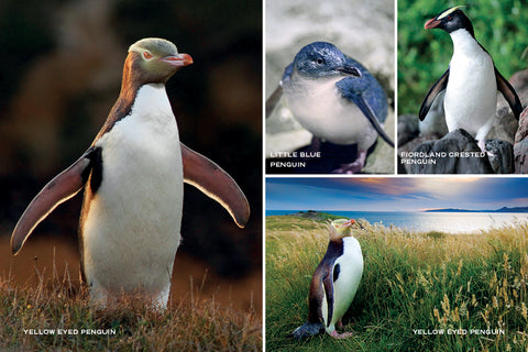 PCL1035 - Sisson Postcard - Penguins Medley