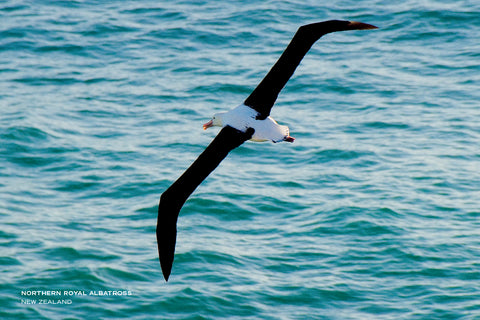PCL1049 - Sisson Postcard - Albatross Flying