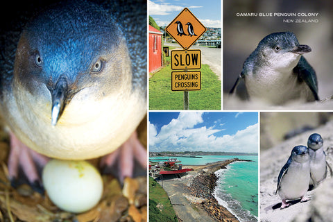 PCL1097 - Sisson Postcard - Oamaru Blue Penguin Colony