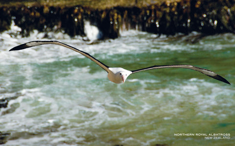 PCL1041 - Sisson Postcard - Albatross Flying, Front