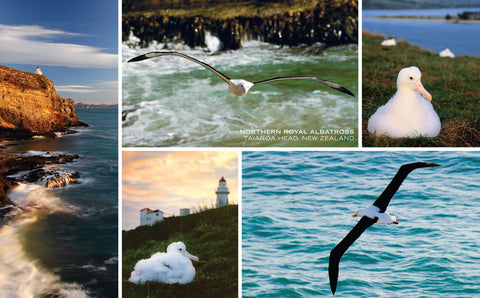 PCL1042 - Sisson Postcard - Albatross Medley
